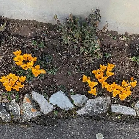 Wohlfuehlmomente Im Nordschwarzwald Appartement